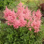 ASTILBE-CHINENSIS-VISION-IN-PINK-no