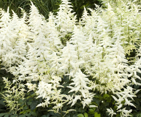 Astilbe-Chinensis Vision-In-White