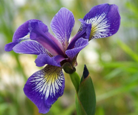 Blue-flag-iris