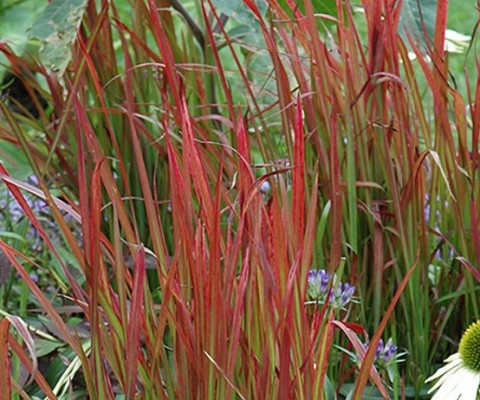 IMPERATA CYLINDRICA RED BARON or RUBRA JAPANESE BLOOD GRASS