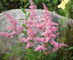 astilbe-chinensis-finale