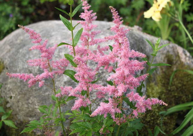 astilbe-chinensis-finale