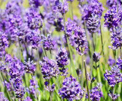 lavandula-angusifolia-hidcote-blue--lavender