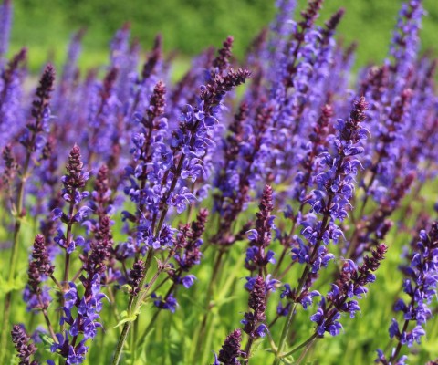 kräftig violettblaue Blütenähren, duftend, anspruchslos