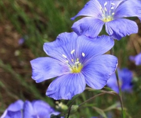wild flower Blue Flax