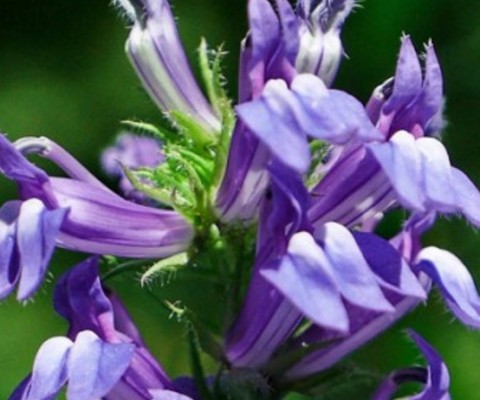 wild flower Great blue lobelia