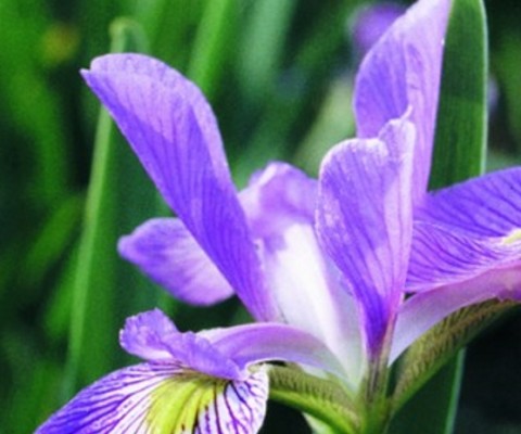 wild flower Wild Iris